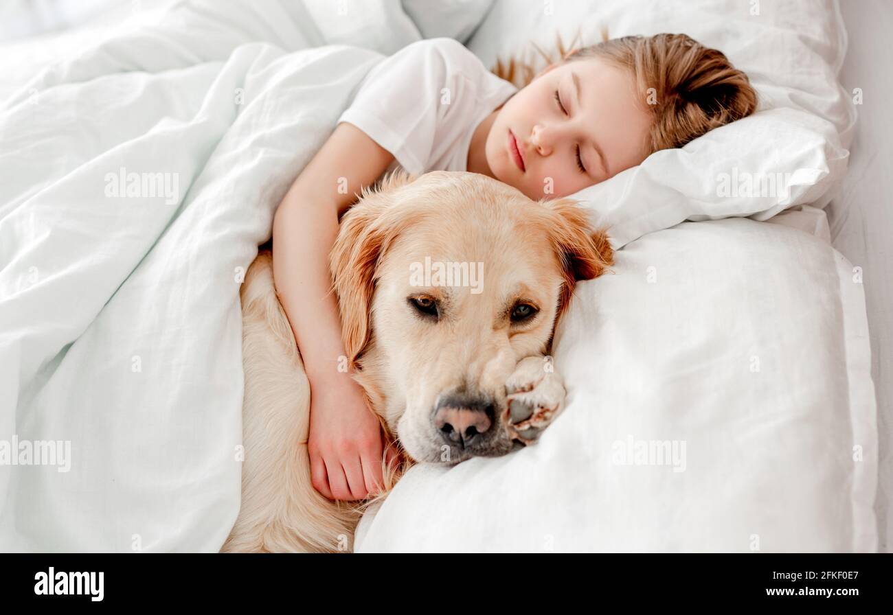 Girl with golden retriever dog in the bed Stock Photo - Alamy