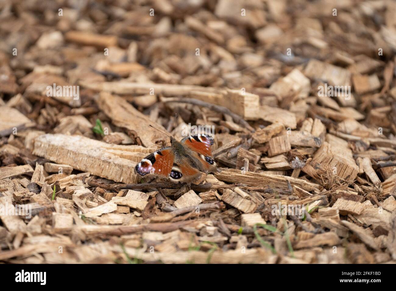 Peacock butterfly on forest floor Stock Photo - Alamy
