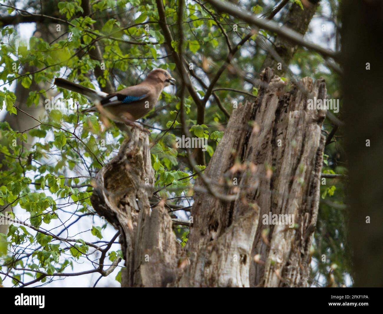 Jay on a tree in spring Stock Photo