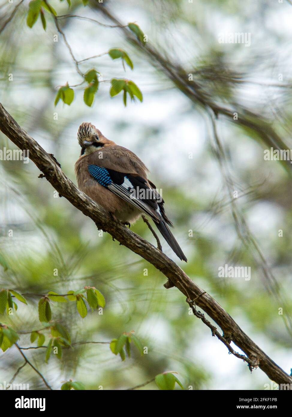 Jay on a branch in spring Stock Photo