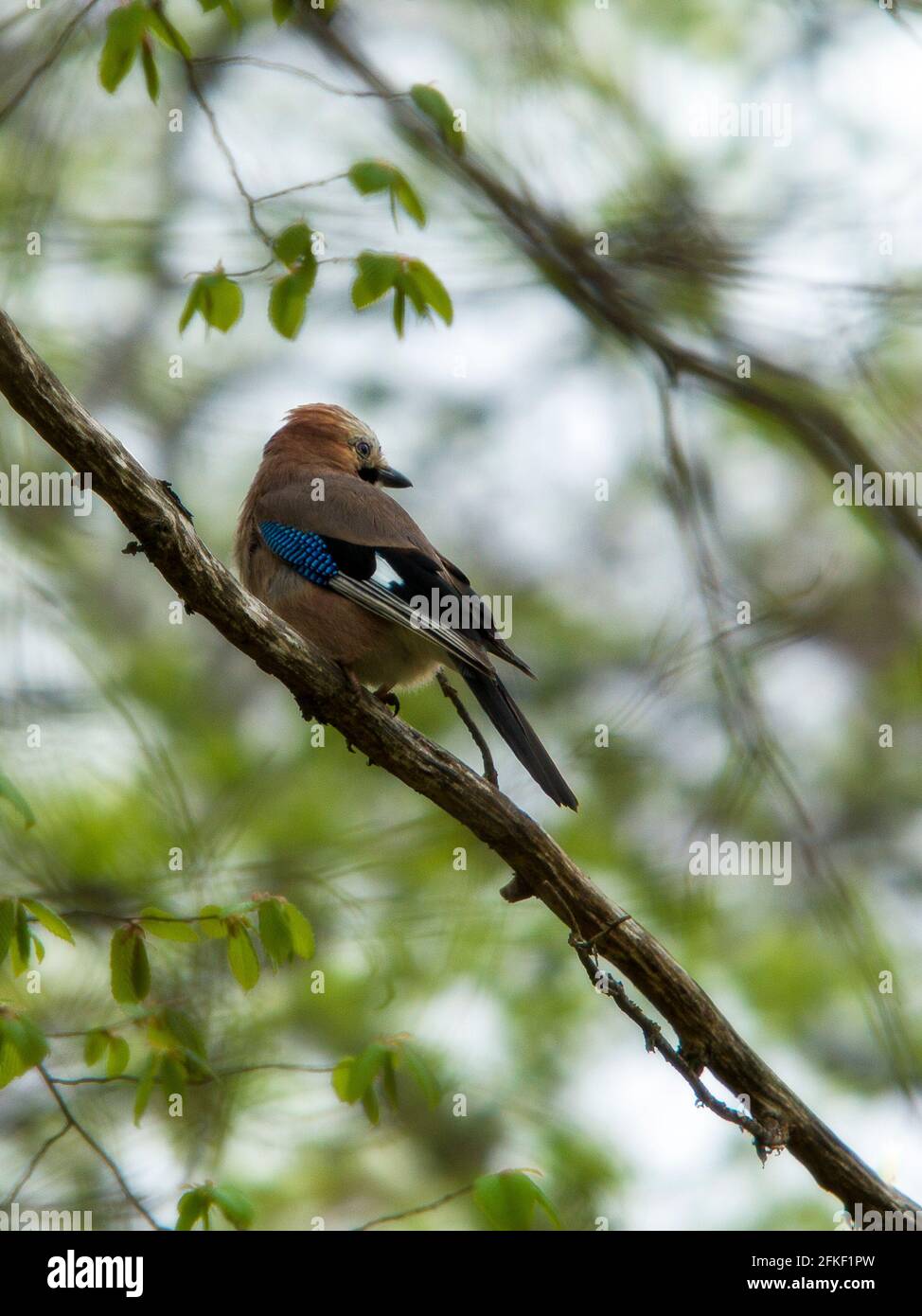 Jay on a branch in spring Stock Photo
