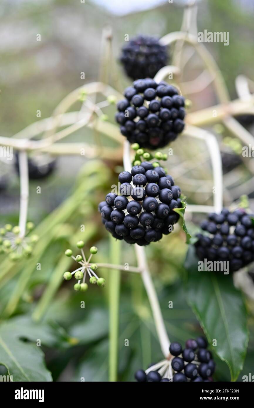 Flowers and Plants UK Stock Photo - Alamy