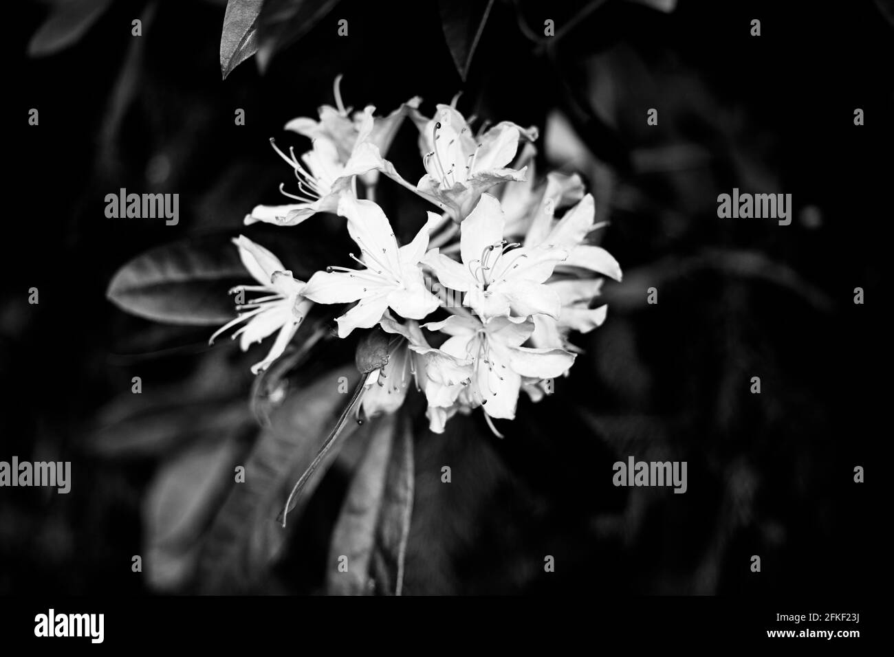 Poppies soho Black and White Stock Photos & Images - Alamy