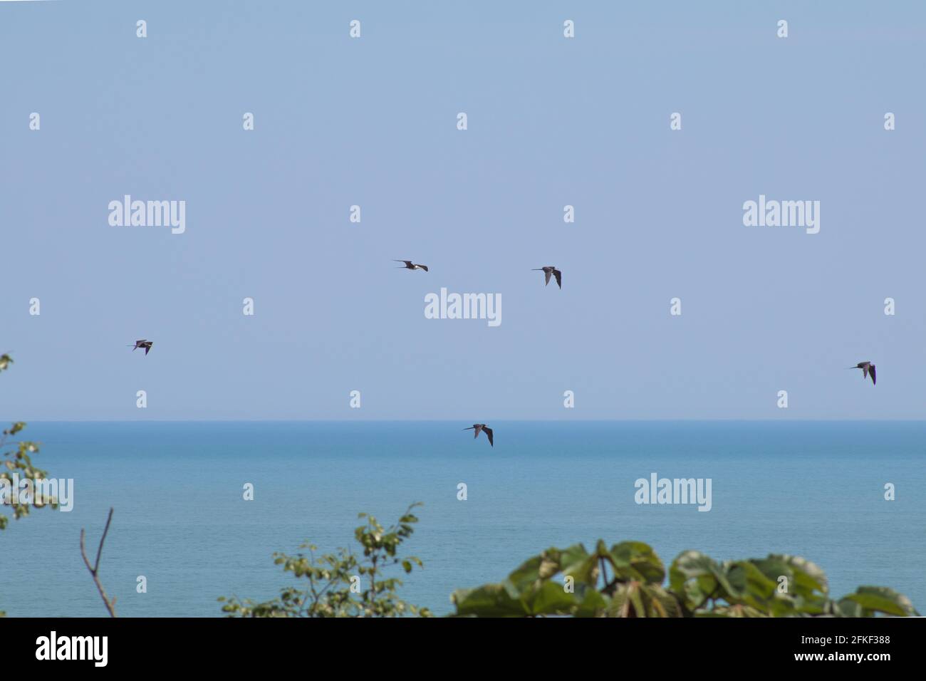Flying birds over the emerald and blue sea Stock Photo