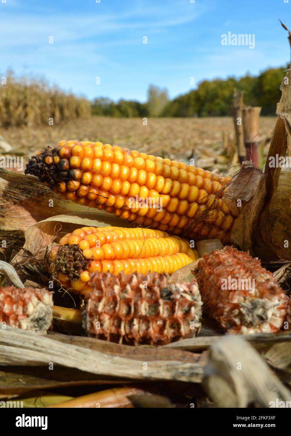 Corn harvest in agricultural field for food industry Stock Photo