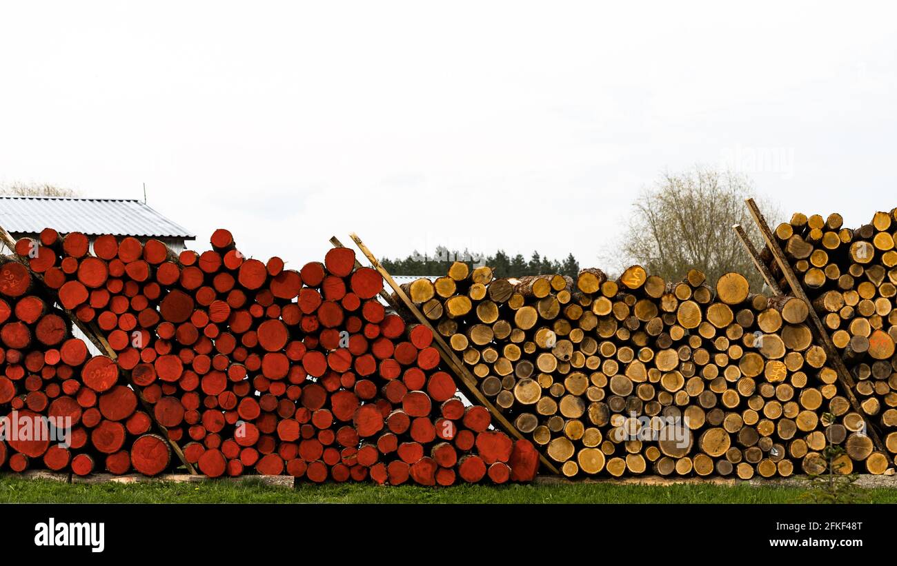 Timber logging in forest. Freshly cut tree wooden logs piled up. Wood