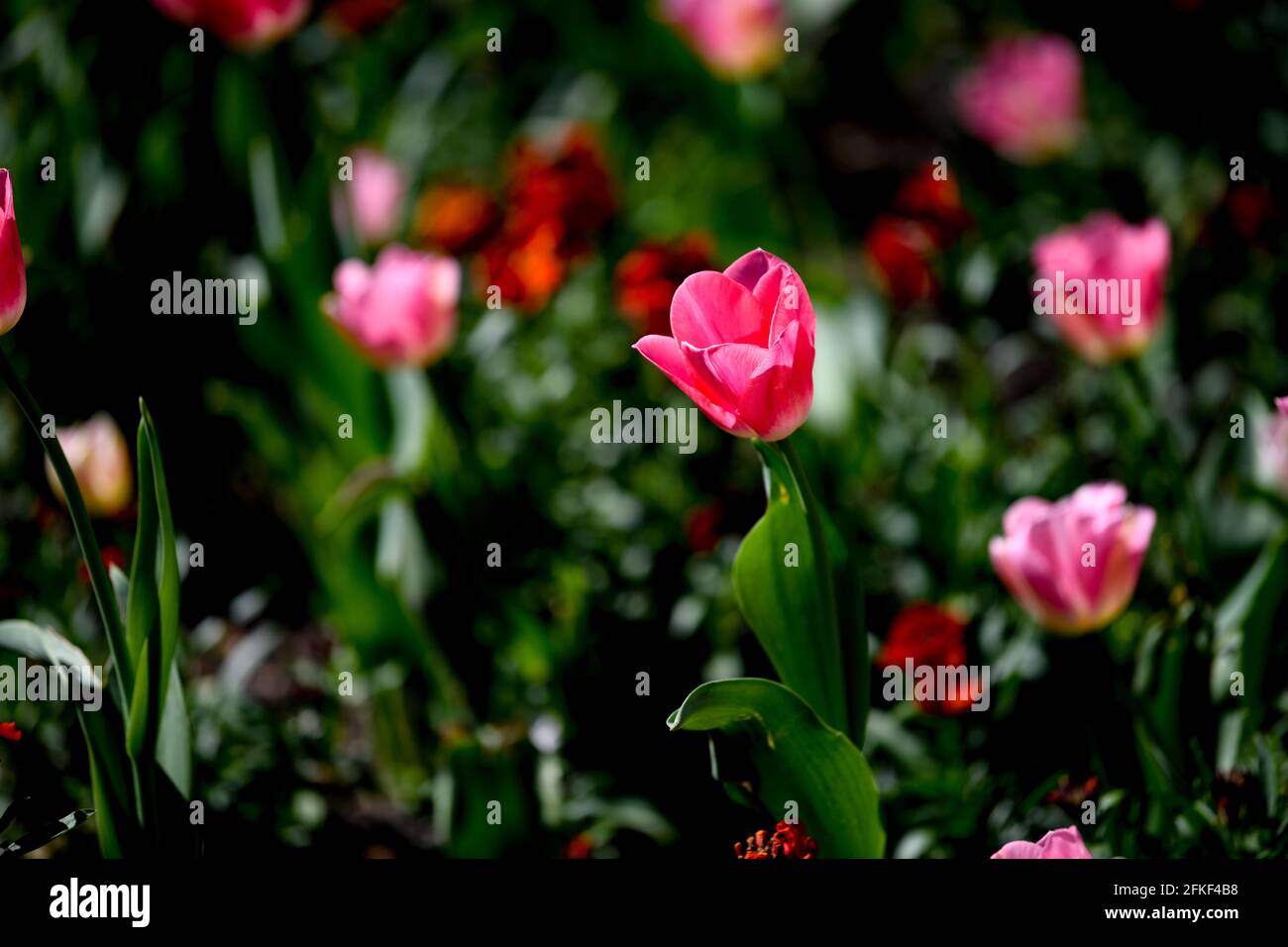 Flowers and Plants UK Stock Photo Alamy