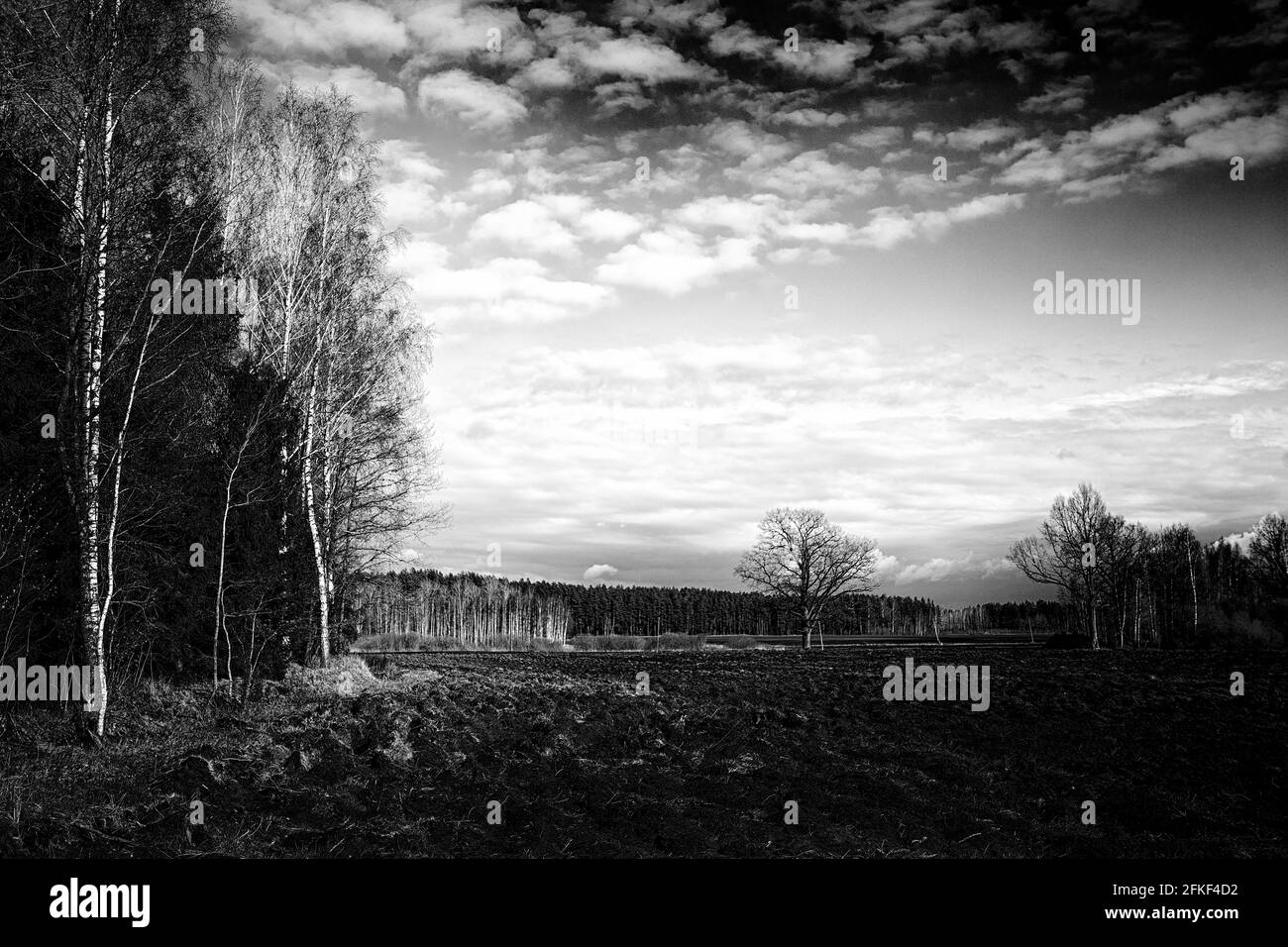 Field with green grass and trees in the distance in spring in sunny weather, blue sky with white clouds over the field. Black and white version. Stock Photo