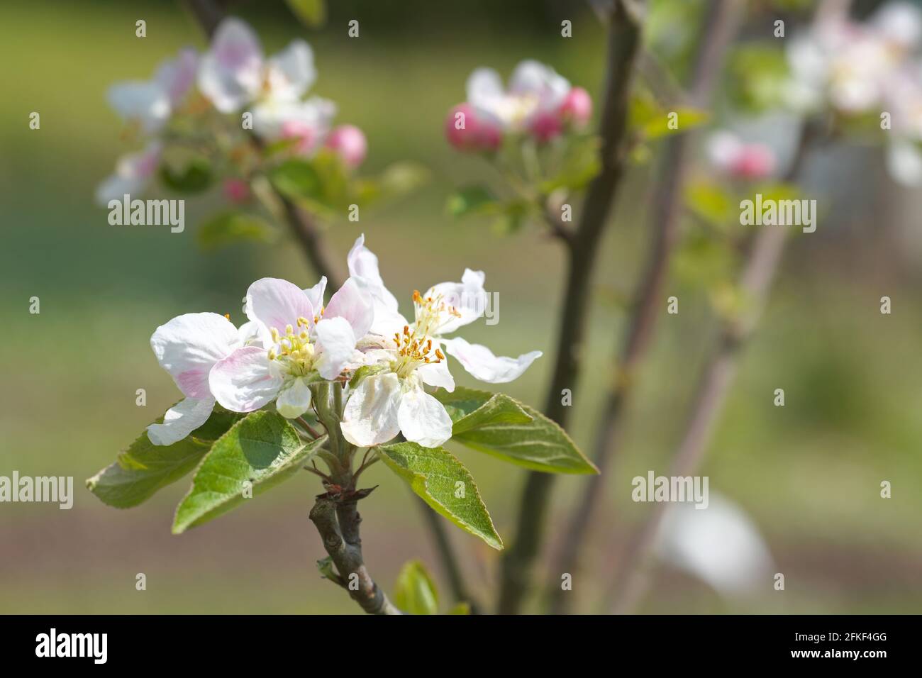 Tree in blossom hires stock photography and images Alamy