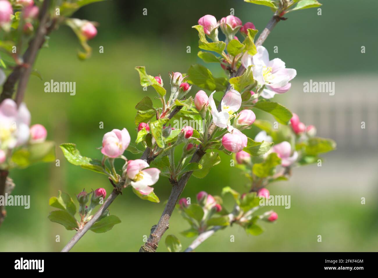 Granny Smith apple tree in blossom April UK Stock Photo Alamy