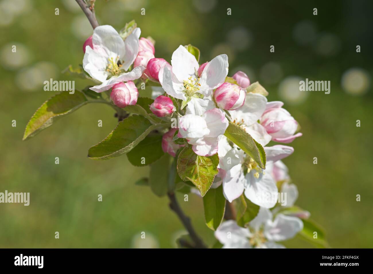 Granny smith apple tree uk hires stock photography and images Alamy