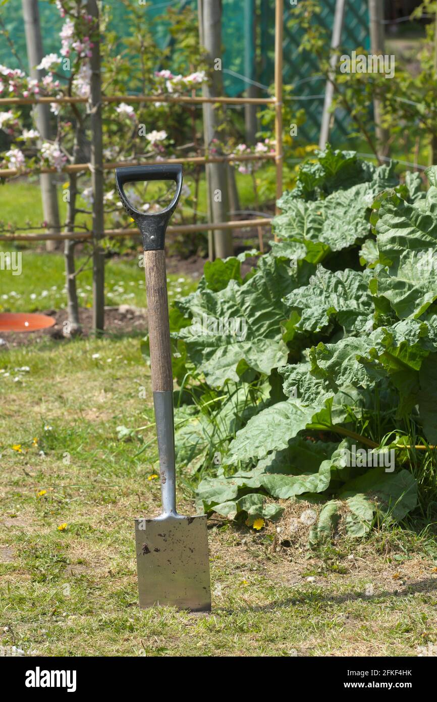 Allotment garden spade with rhubarb and apple tree in April UK Stock Photo
