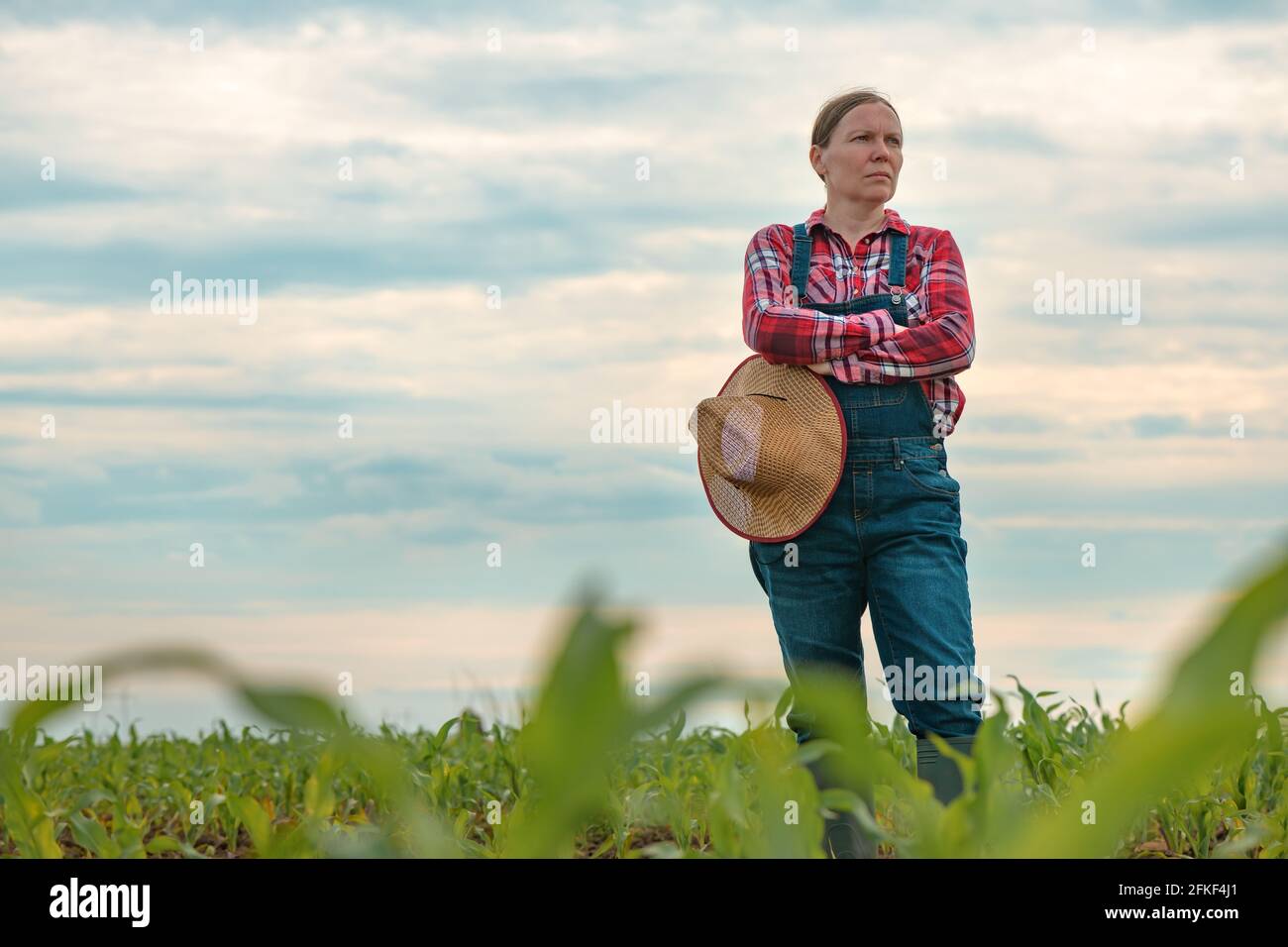 Concerned female agronomist standing in corn field and looking over young green maize crops Stock Photo