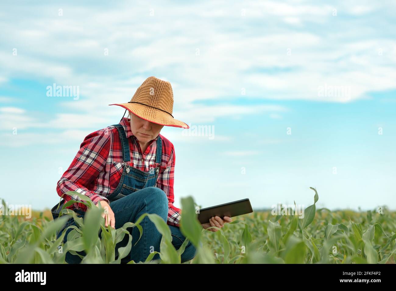 Female farmer agronomist using digital tablet computer in young green ...
