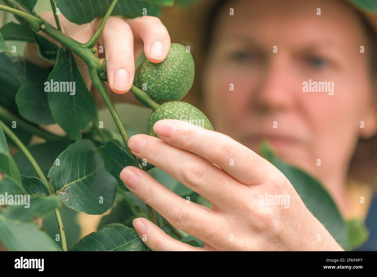 Female farmer examining walnut tree branches and leaves for common pest and diseases in organic fruit farm orchard Stock Photo