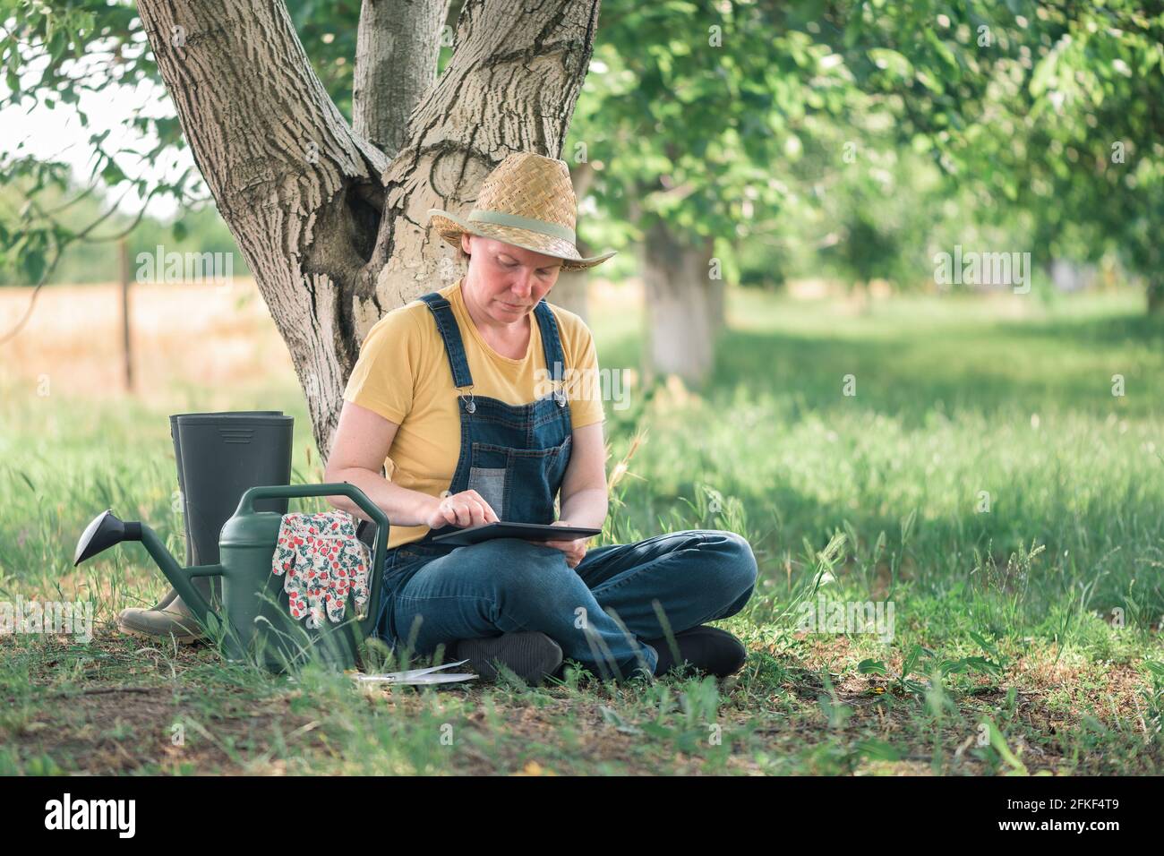 Female farmer using digital tablet computer in english walnut orchard, innovative modern technology in organic walnut fruit farming Stock Photo