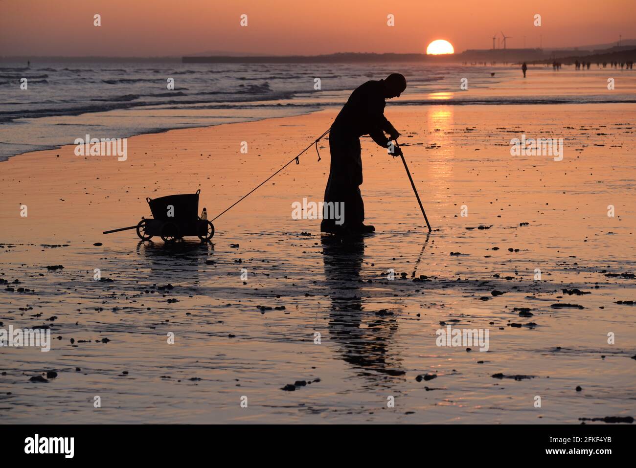A man digging for bait, pulling a bucket on a trolley behind him, at sunset on Hove beach at low tide Stock Photo