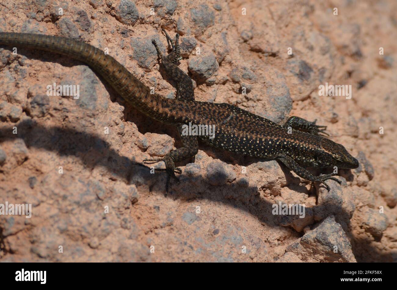 Madeira Wall Lizard Teira Dugesii, An Endemic Species From The Madeira 