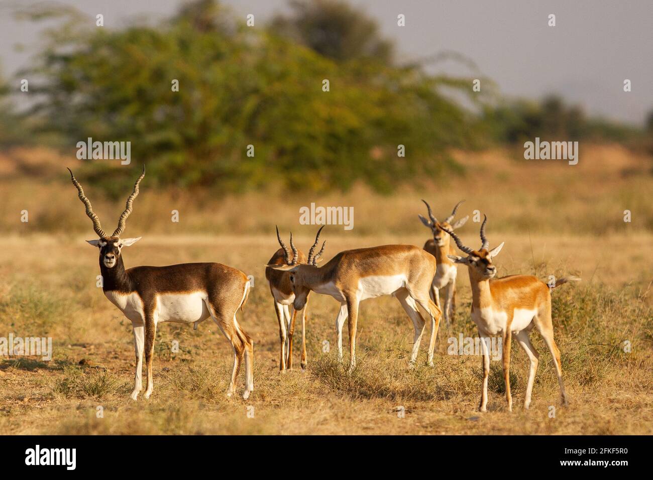 Blackbuck in Rajasthan, India Stock Photo Alamy