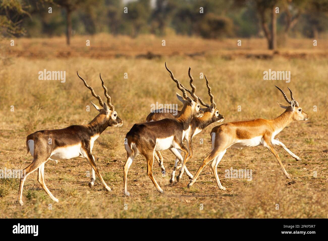 Blackbuck in Rajasthan, India Stock Photo Alamy