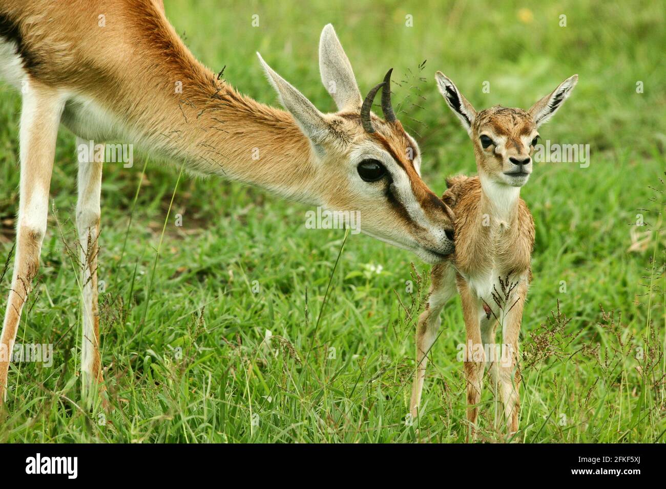 Thomson's Gazelle and newborn calf in Tanzania Stock Photo - Alamy