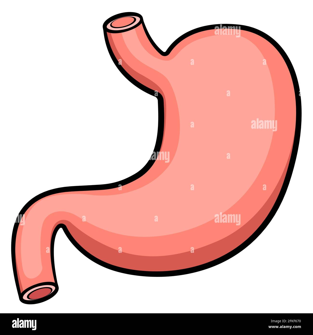 Vector illustration of stomach digestive system organ Stock Vector