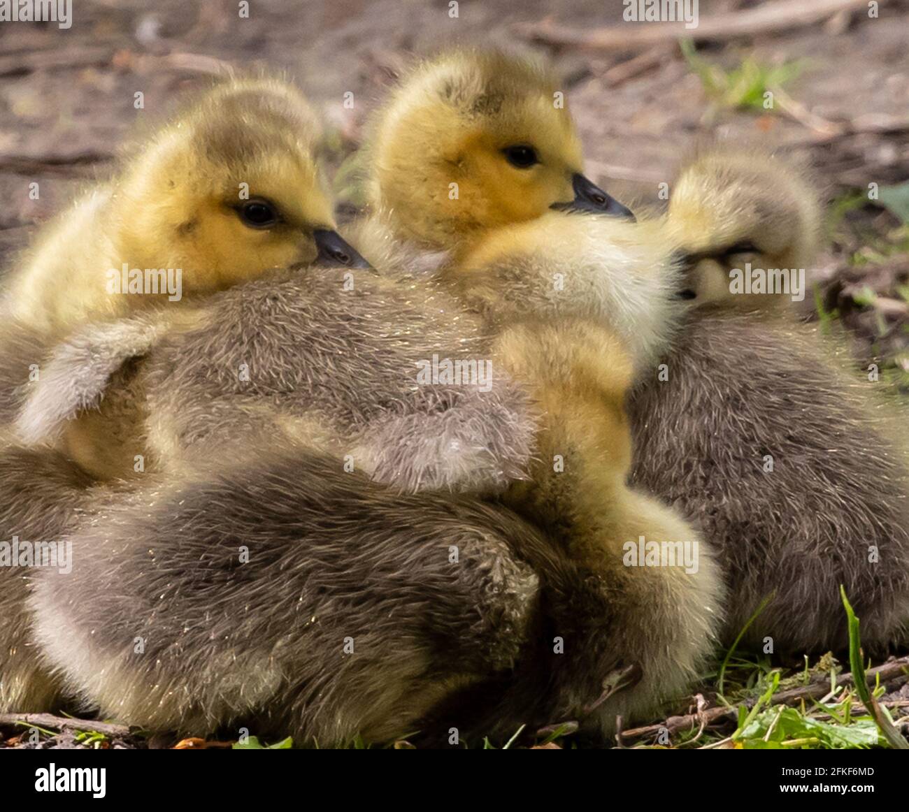 Beautiful shot small flock hi-res stock photography and images - Alamy