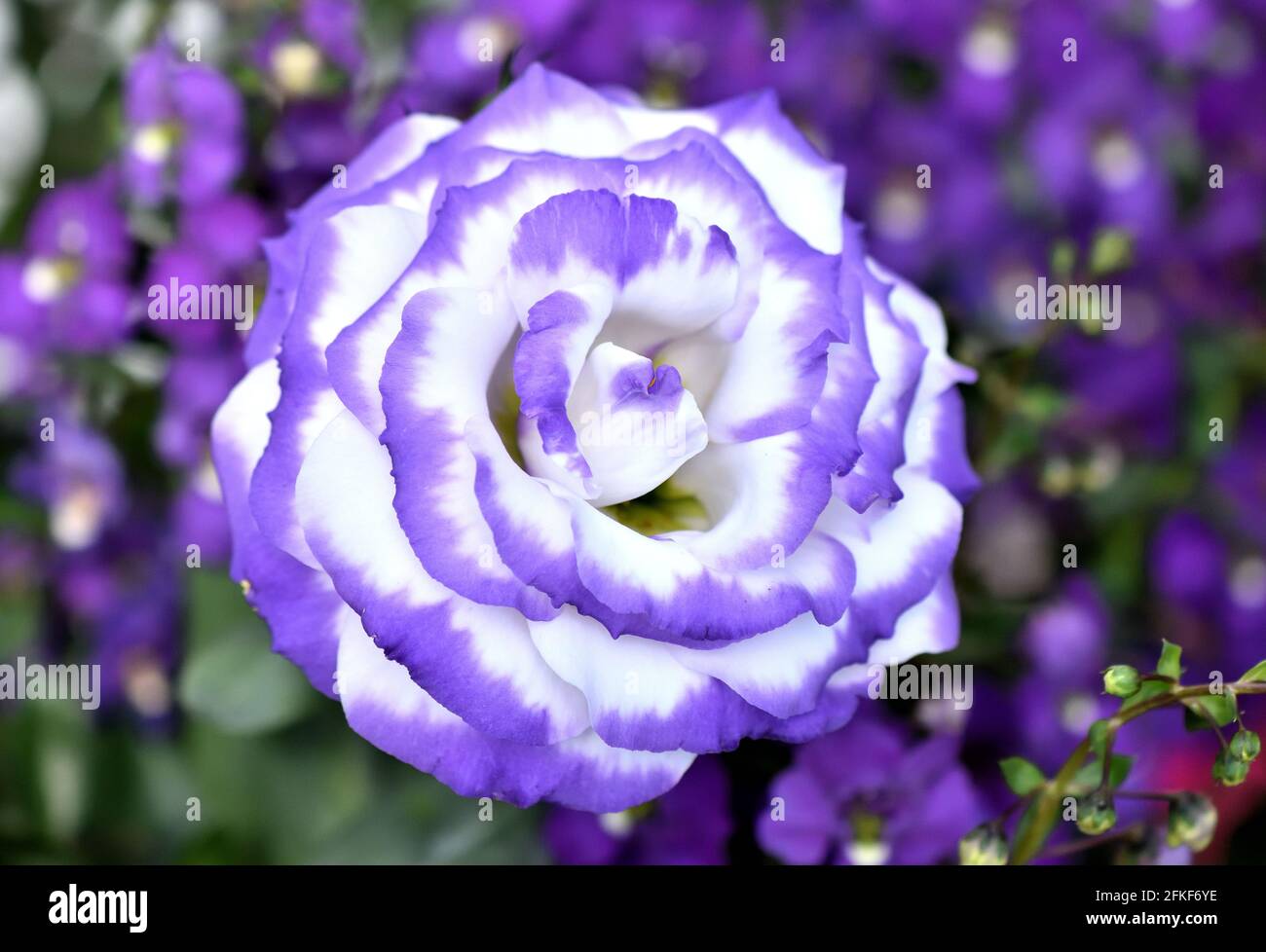 Close up of a single purple-tipped white petal Lisianthus flower on a  purple floral background Stock Photo - Alamy