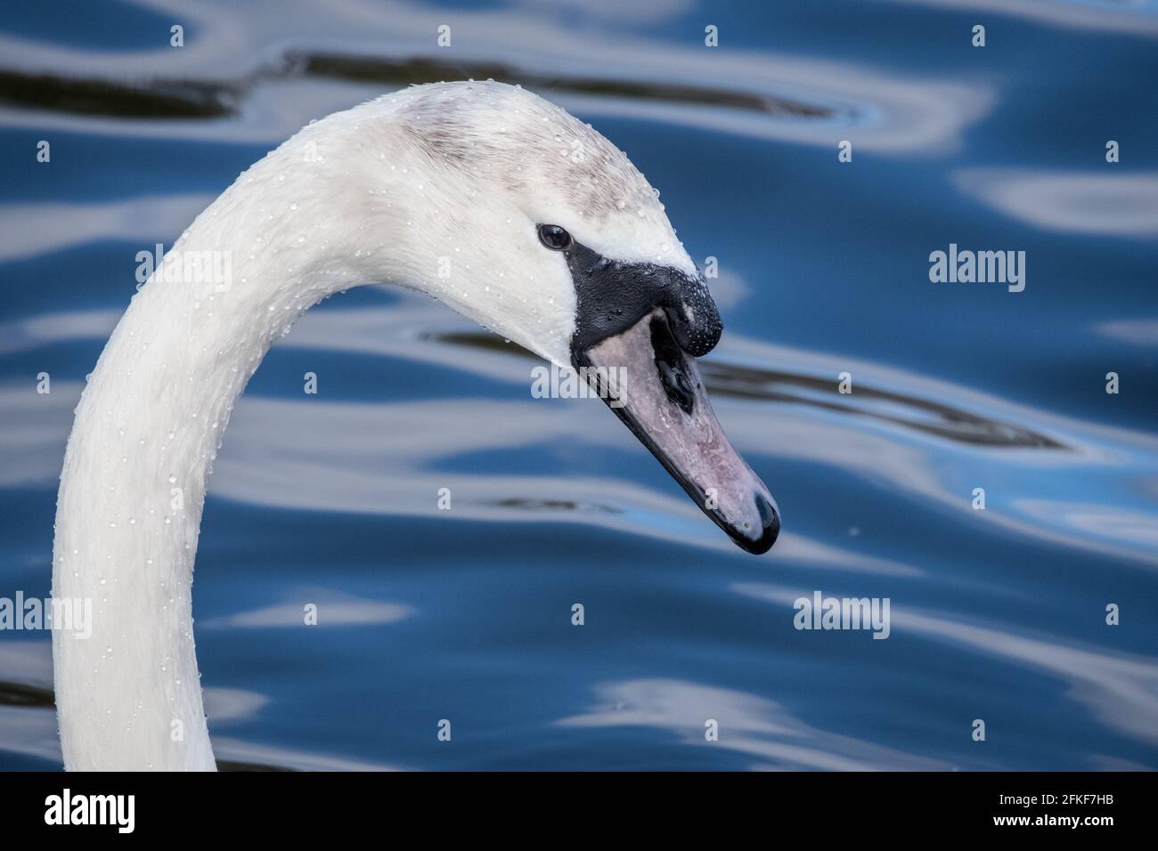 Close up of white swan swimming in a lake Stock Photo - Alamy