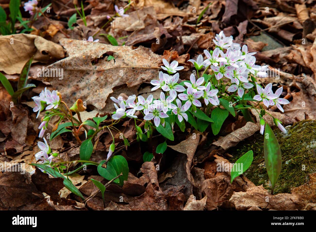 The 6-inch high Carolina Spring-Beauty is one of the first spring wildflowers to appear in the forest of southeast Canada and northeast United State Stock Photo