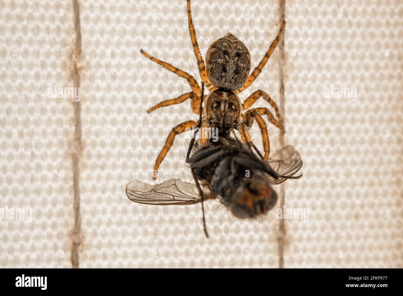 Attacking Flying Insect A small spider attacked and trapped a fly. The arachnid kills the ...
