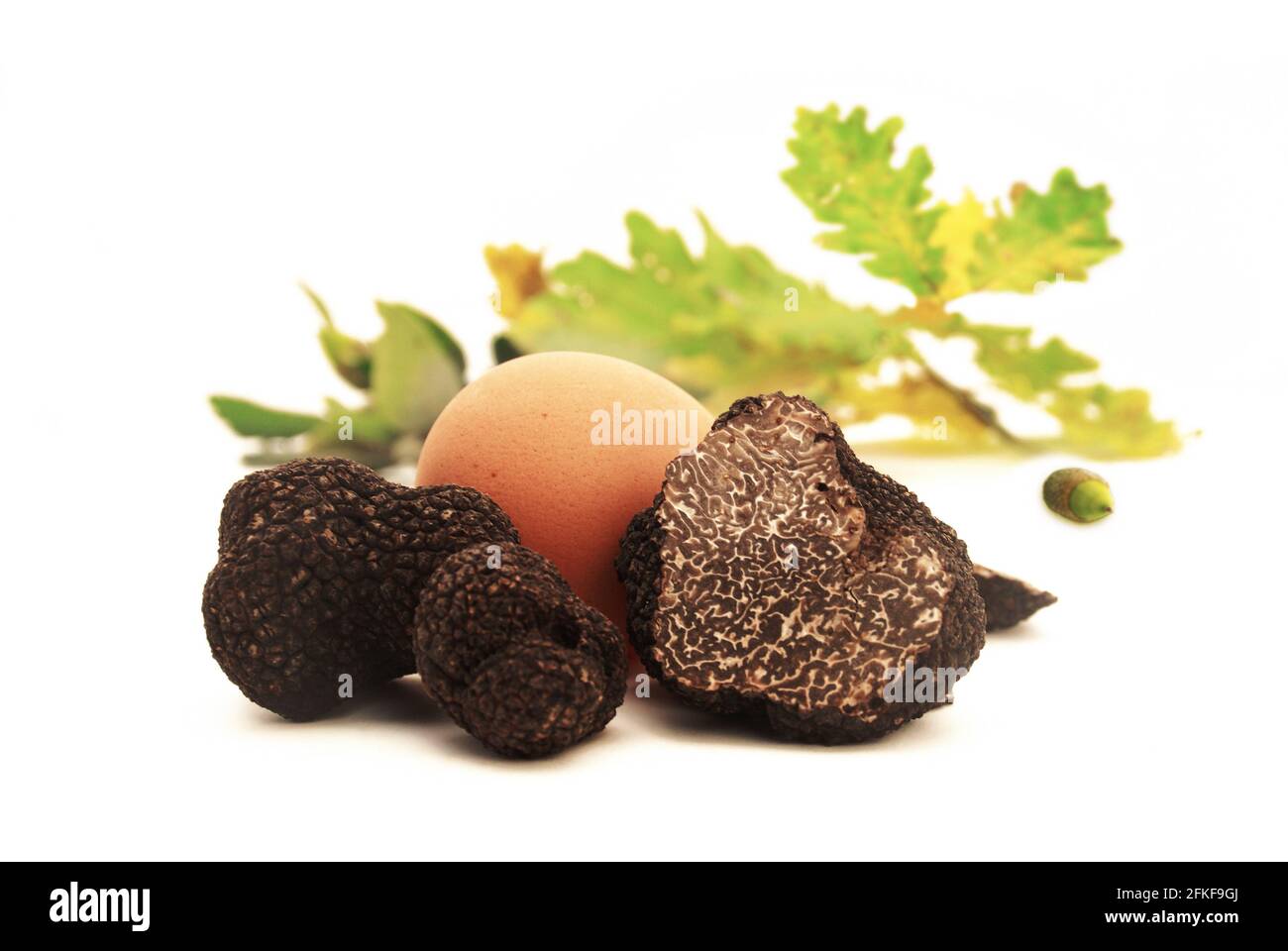 Egg and oak truffles, one of which is shown in section. Stock Photo