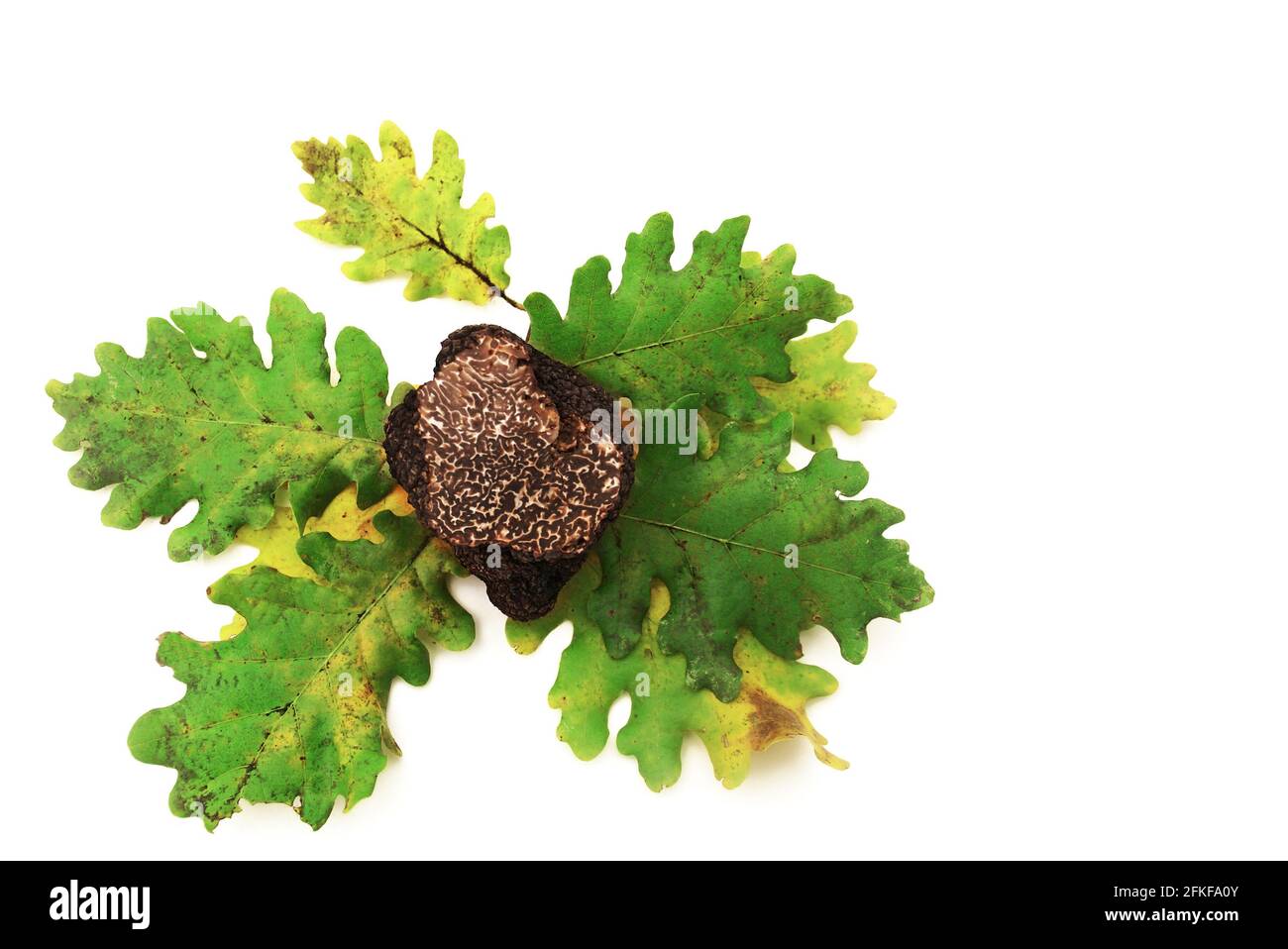 Black truffles and oak leaves isolated on white background. Stock Photo