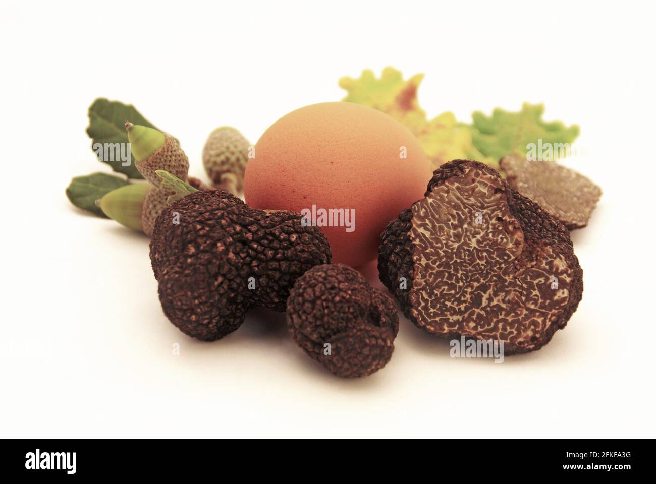 Egg and oak truffles, one of which is shown in section. Stock Photo