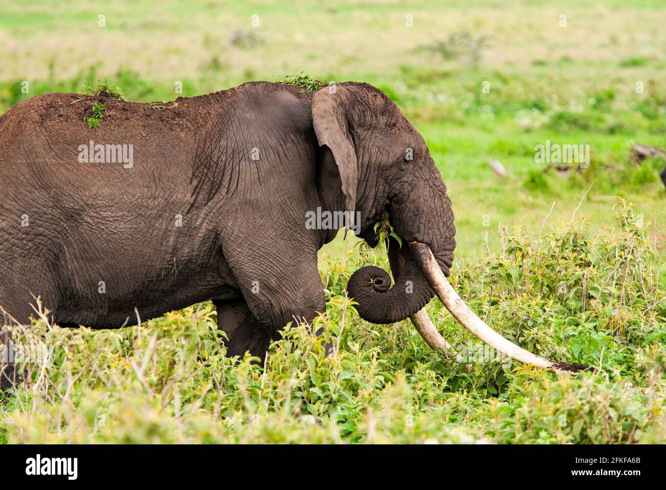 African elephant bull in Ngorongoro Crater, Tanzania Stock Photo Alamy