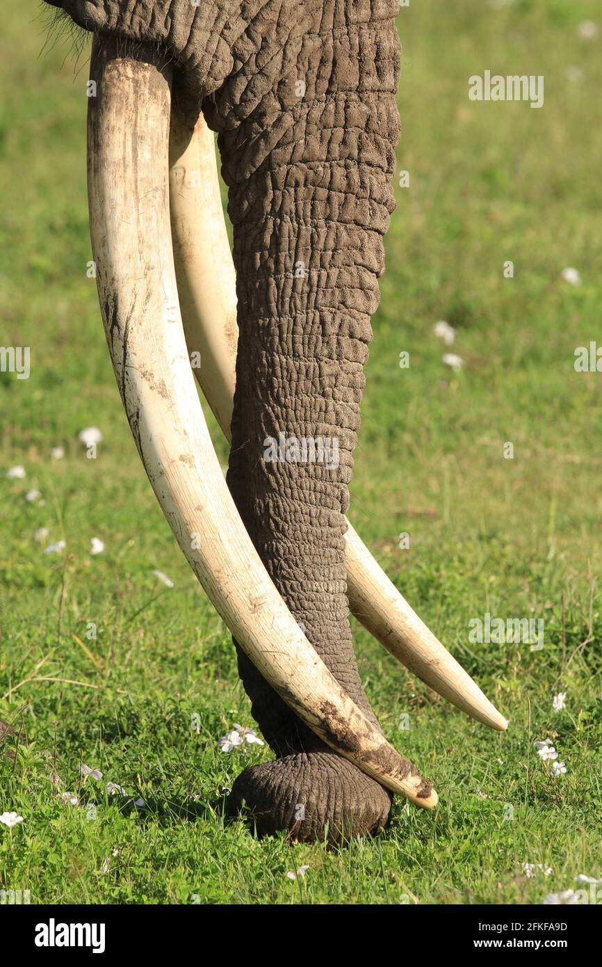 African elephant bull in Ngorongoro Crater, Tanzania Stock Photo Alamy
