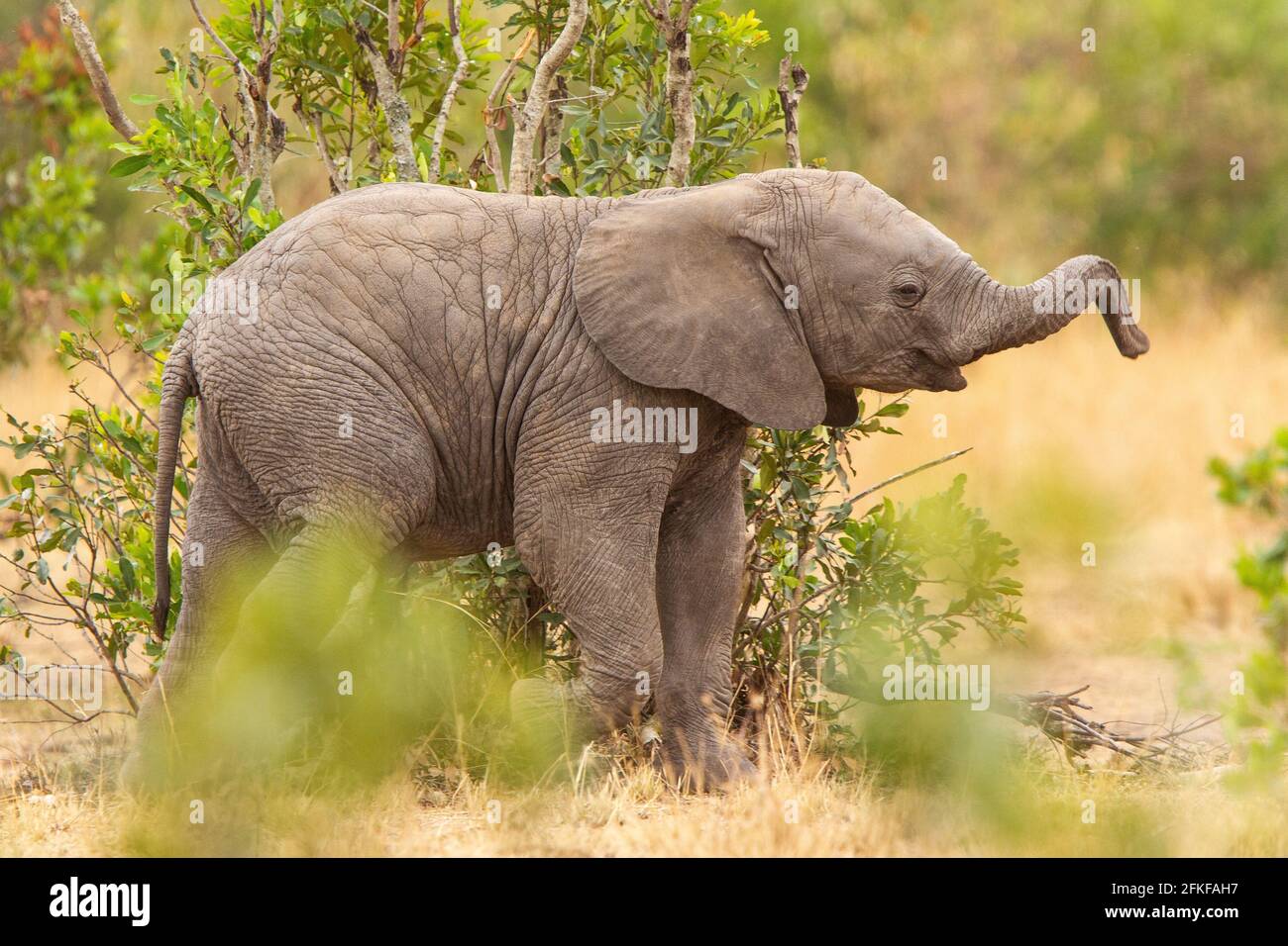 African elephant calf Stock Photo Alamy