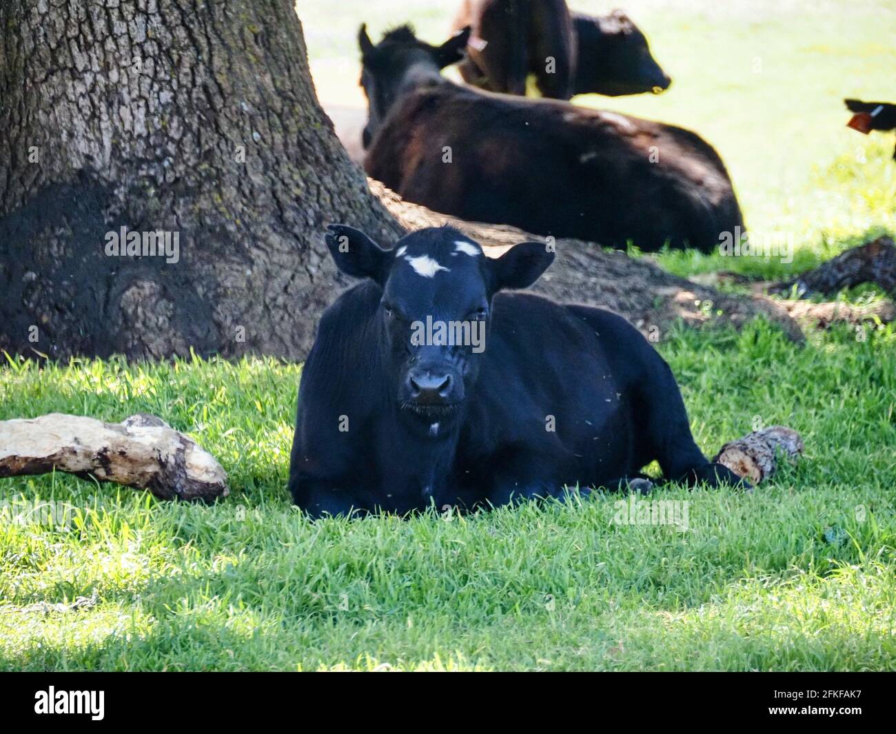 Shot of a black cow lying on the ground Stock Photo - Alamy