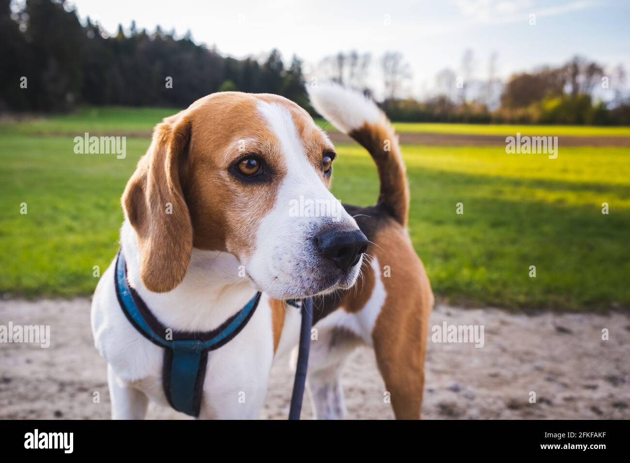Dog portrait back lit background. Beagle on rural path Stock Photo - Alamy