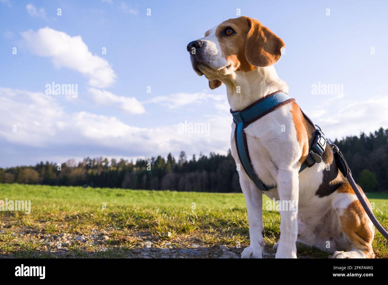 Dog portrait back lit background. Beagle on rural path Stock Photo - Alamy