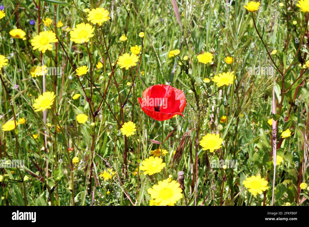 Closeup of the blossomed beautiful colorful flowers in the field Stock ...