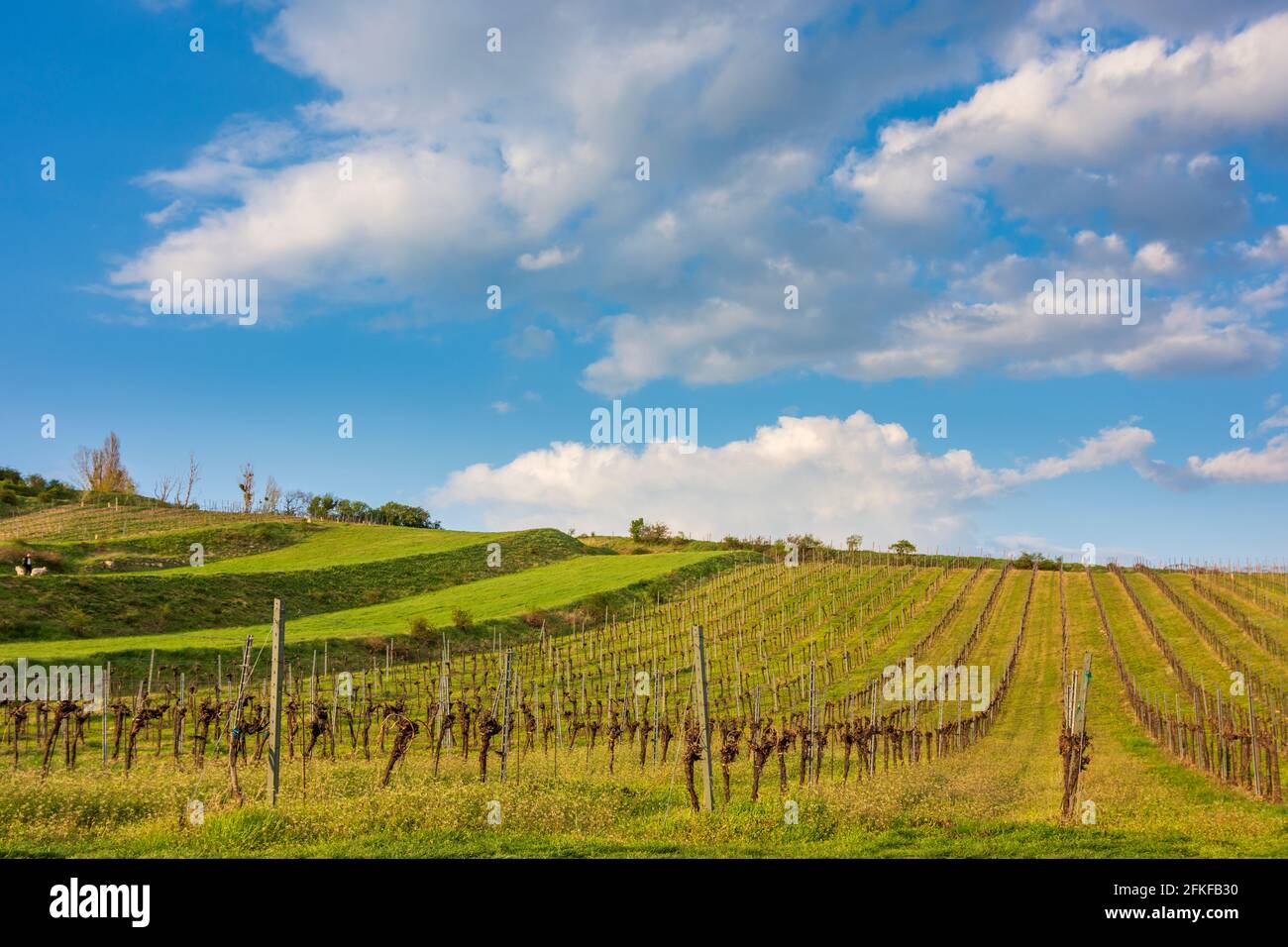Guntramsdorf: vineyard at mountain Eichkogel in Wienerwald, Vienna Woods, Niederösterreich, Lower Austria, Austria Stock Photo