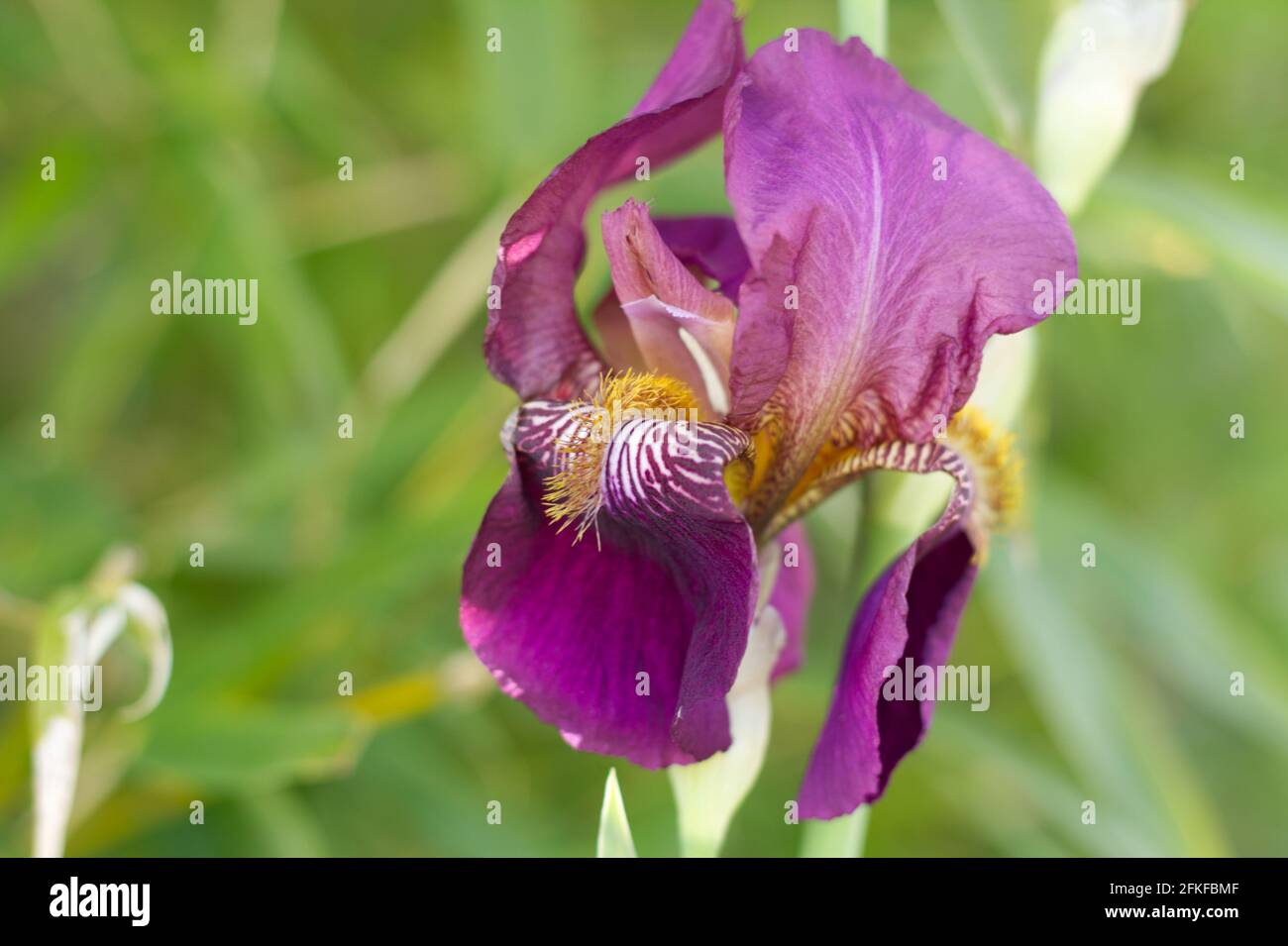 Iris germanica, bearded iris flower growing in spring UK Stock Photo