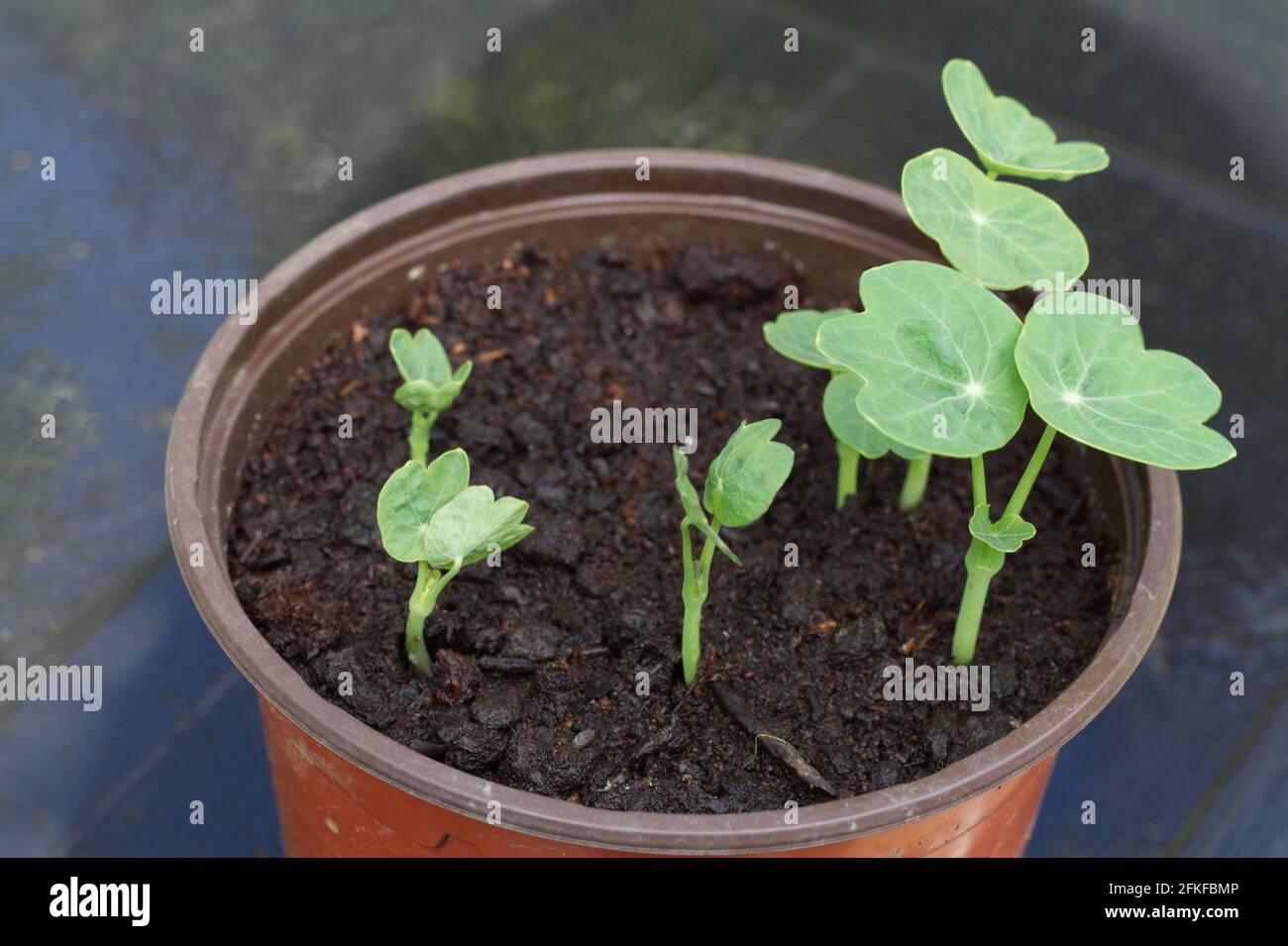 Tropaeolum, more commonly known as nasturtium, seedlings growing in a