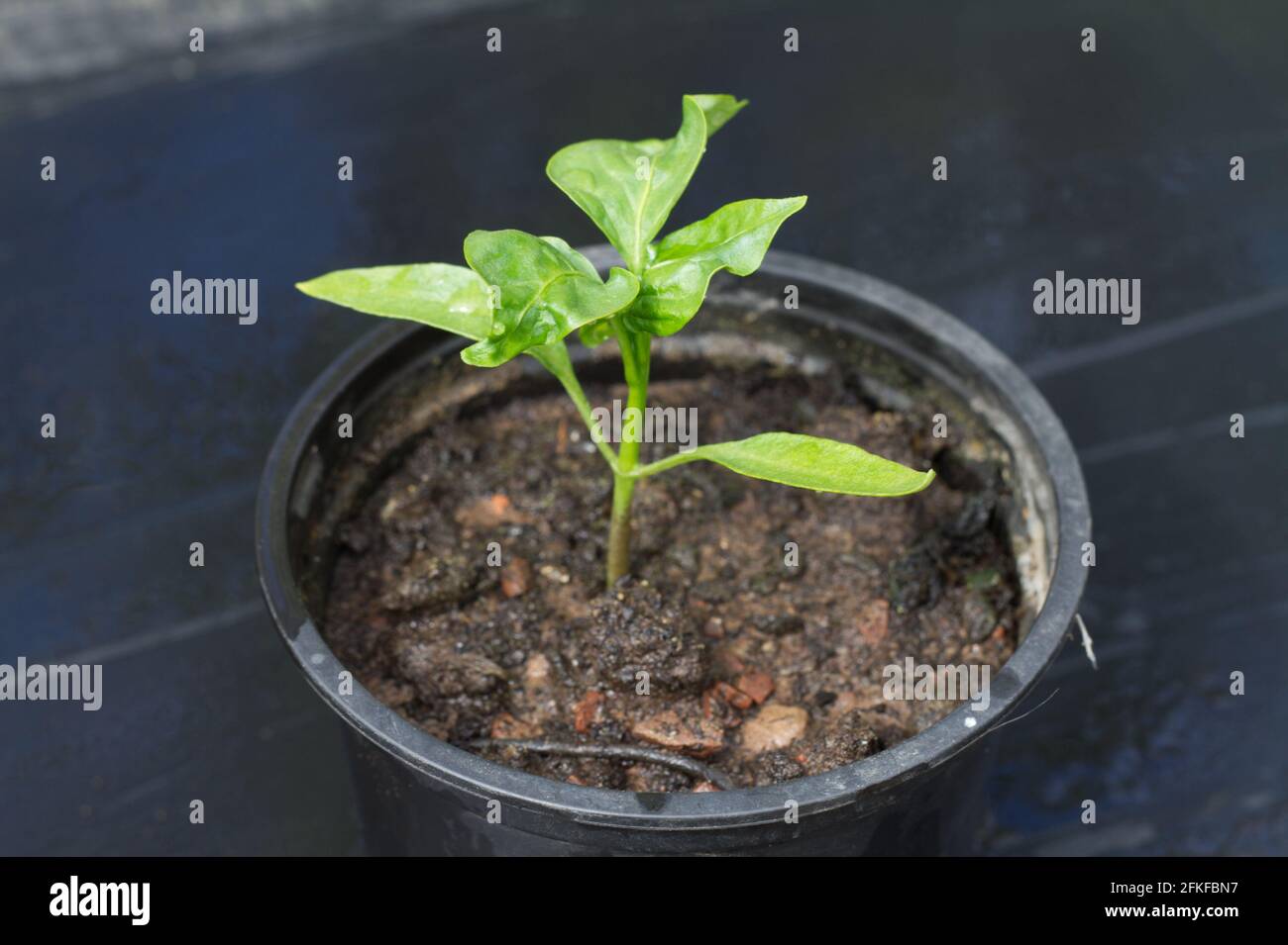 Capsicum annuum, sweet pepper or bell pepper, young plant growing in