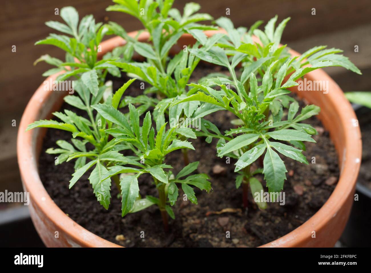Plug plants of Marigold African vanilla, tagetes erecta, flowers growing in a pot Stock Photo
