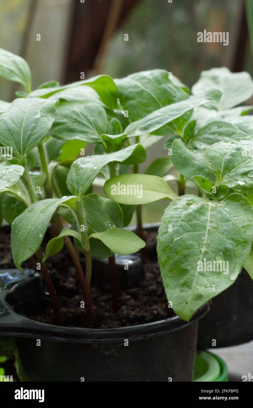 Young sunflower plants hires stock photography and images Alamy