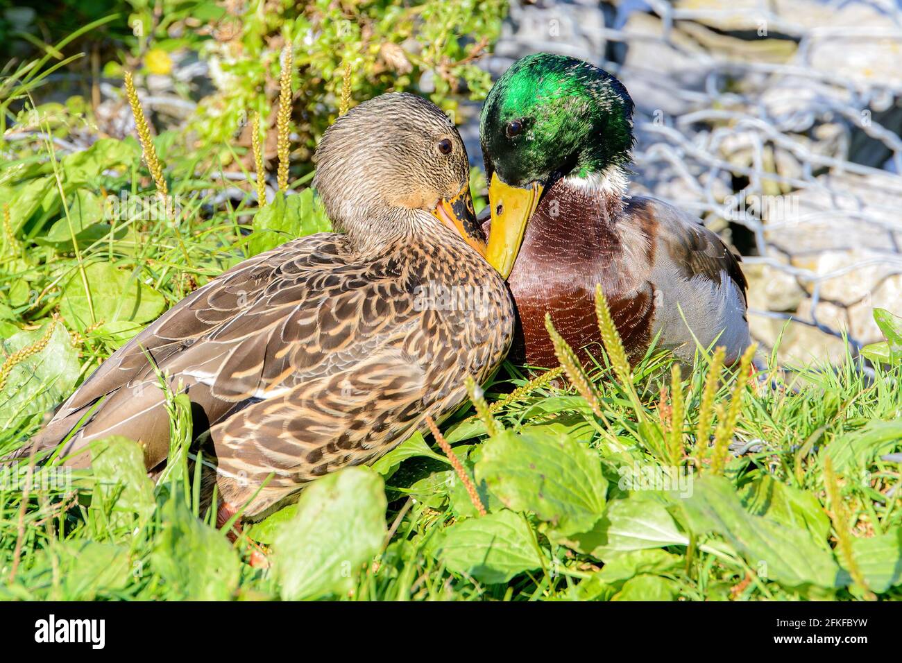 Two mallard ducks in love. They are touching their beaks in a way that