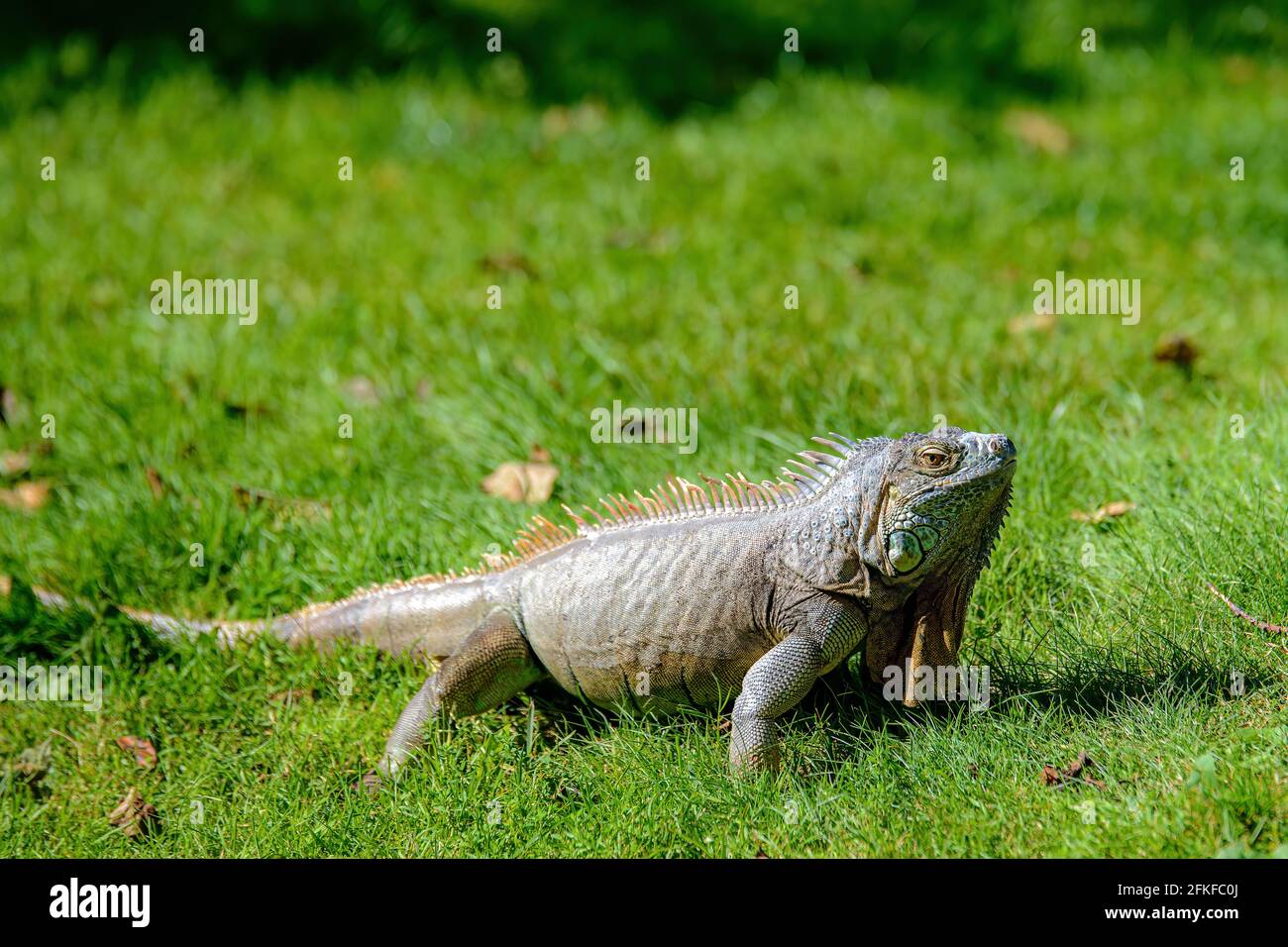 An iguana standing in green grass on a sunny day. He is looking up towards the sky. Grass is neatly mowed. Stock Photo