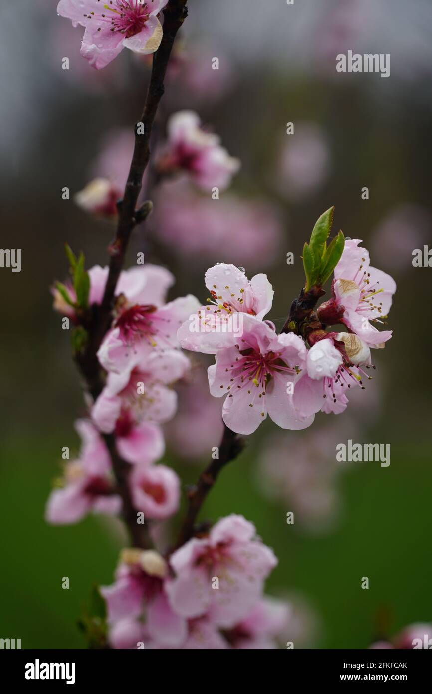Nectarine tree hires stock photography and images Alamy